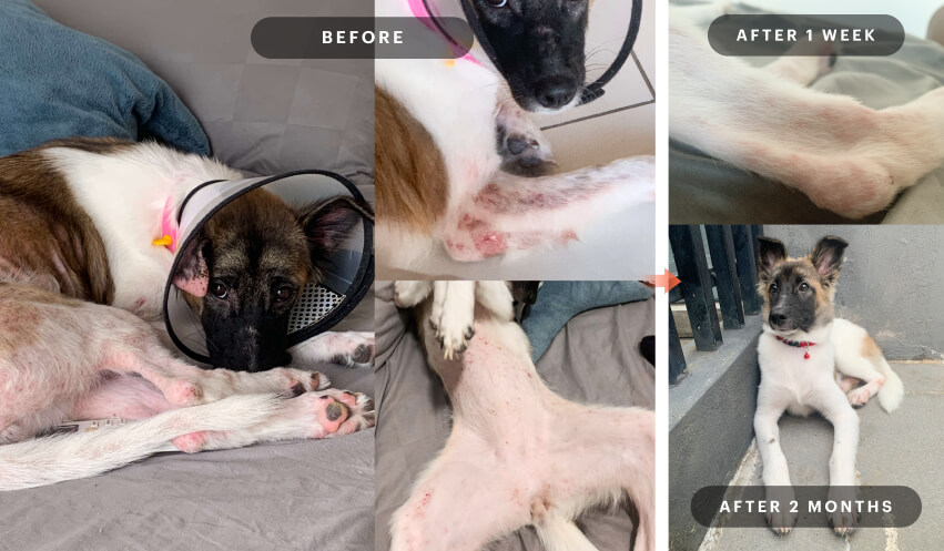 PettoGard Wound & Disinfectant Spray Case Study Showing Before and After Images for Waffle the Dog's Skin Allergies