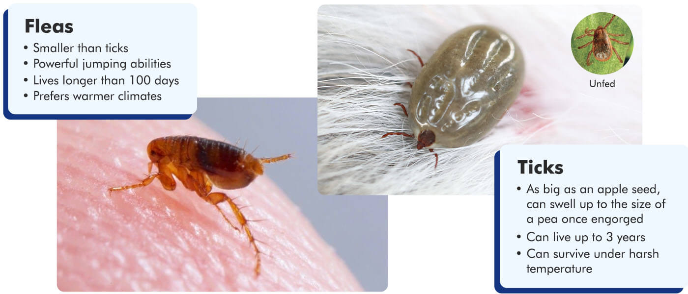 Comparison Between Fleas and Ticks