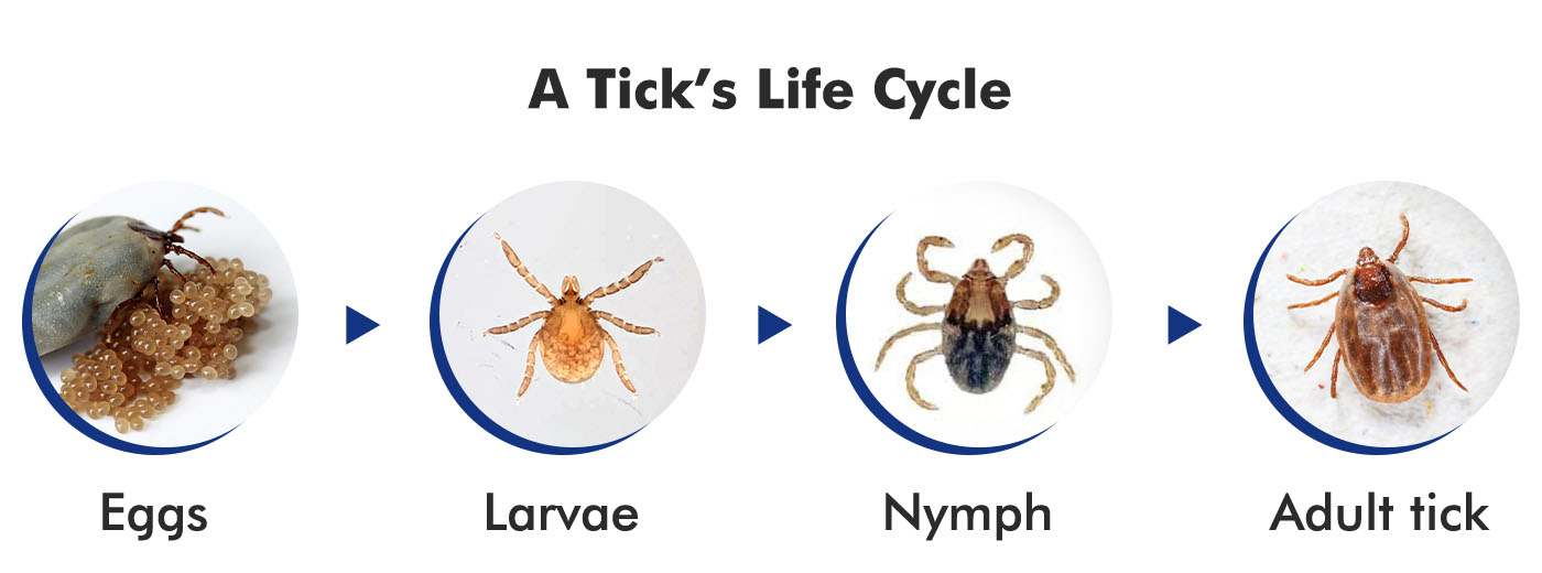 A Tick's Life Cycle From Egg to an Tick Flea