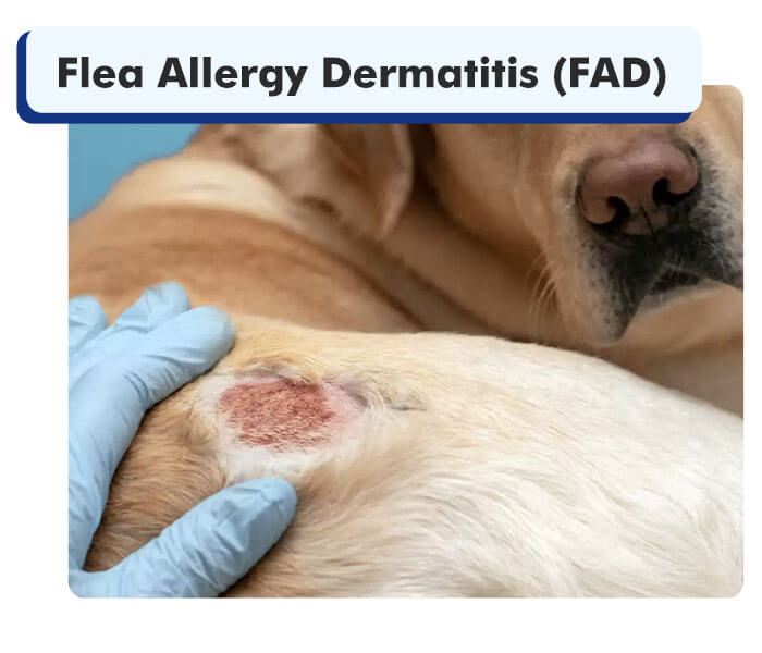Dog Suffering From Flea Allergy Dermatitis (FAD)