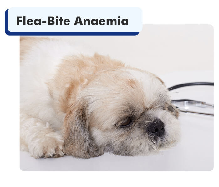 Dog Suffering From Flea-Bite Anaemia