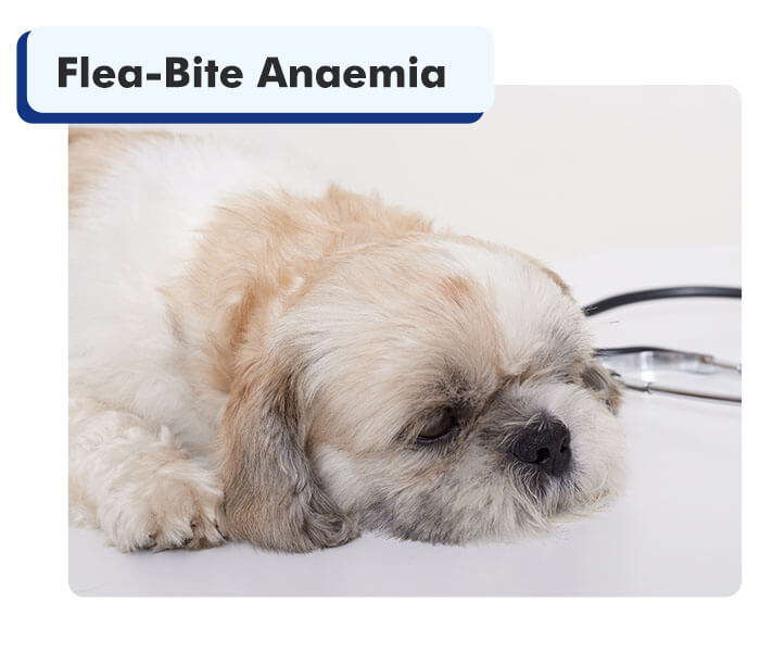 Flea bites on shih hot sale tzu