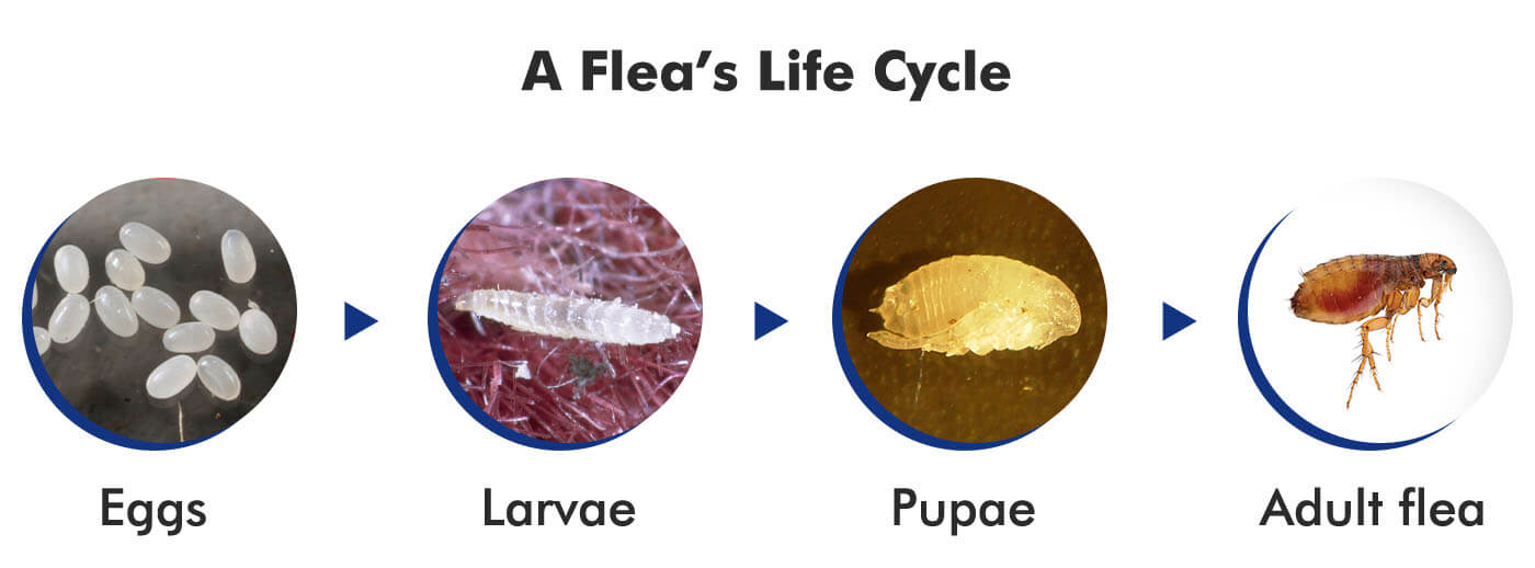 A Flea's Life Cycle From Egg to an Adult Flea