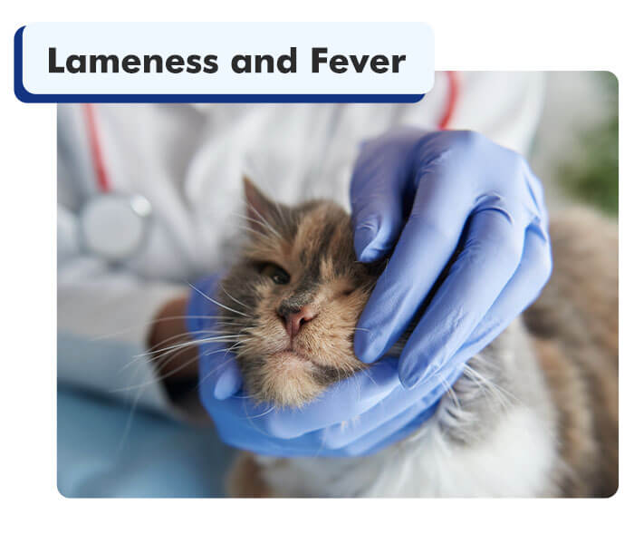 Vet Checking Cat Thats Suffering From Fever and Lameness