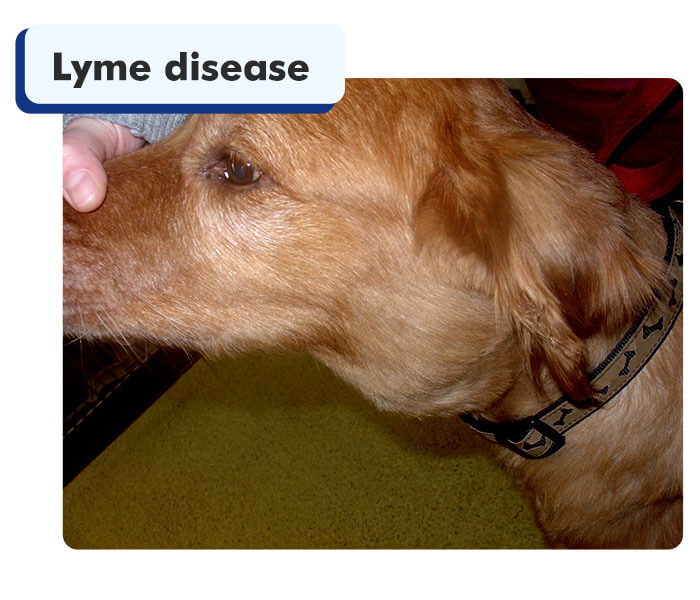 Dog With Swollen Nodes In The Neck Due To Lyme Disease