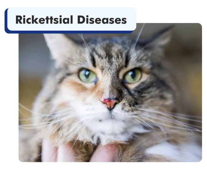 Cat's Nose Bleeding Due To Rickettsial Disease