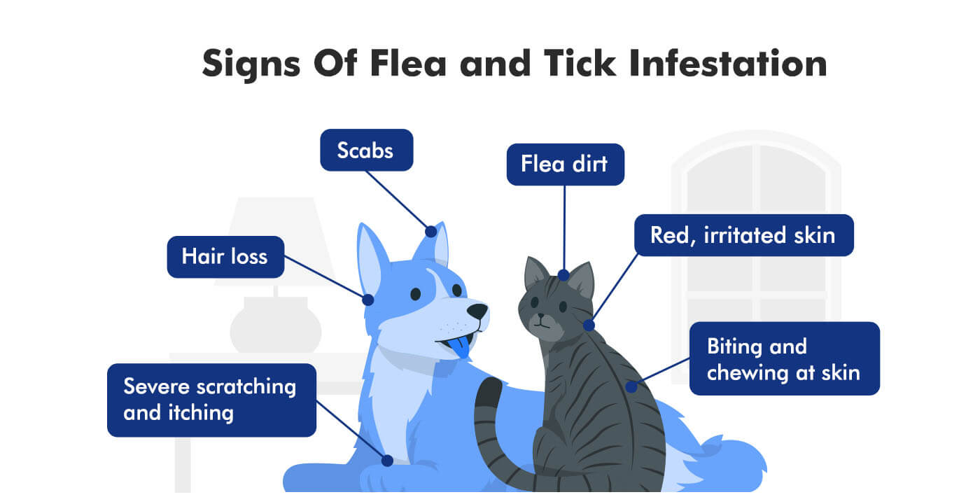 Signs of Fleas and Ticks Infestation on Your Pet