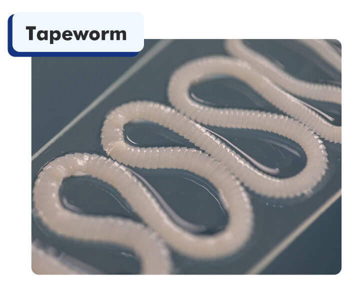 Flea-Bourne Disease in Pets Includes Tapeworm