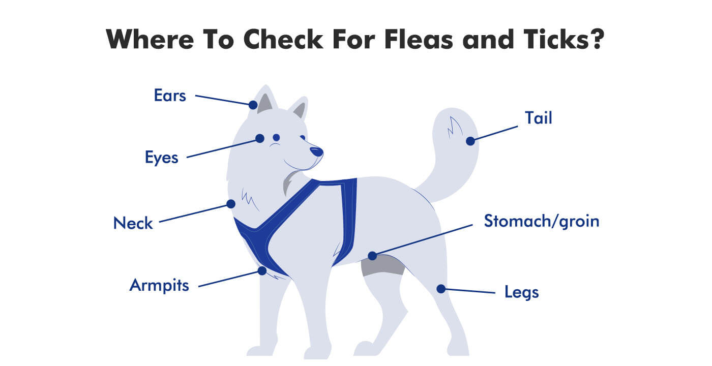 Spot To Check For Flea and Ticks on Your Pet