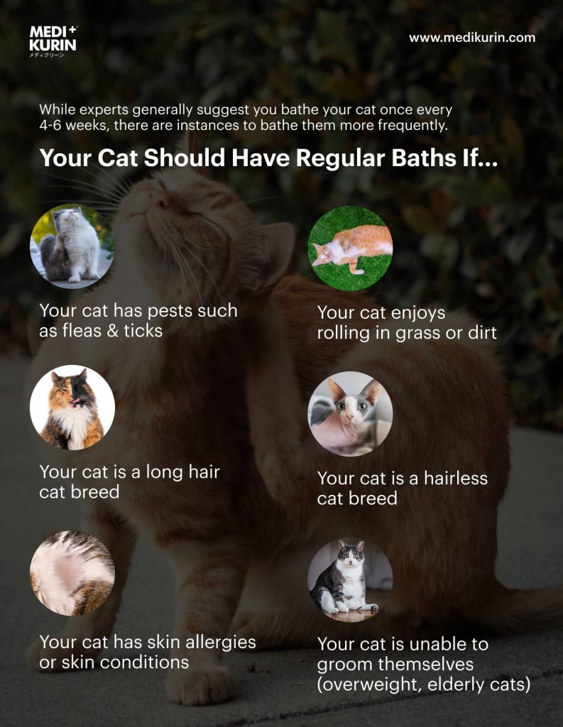 Why & When You Should Give Your Cats A Bath MEDIKURIN