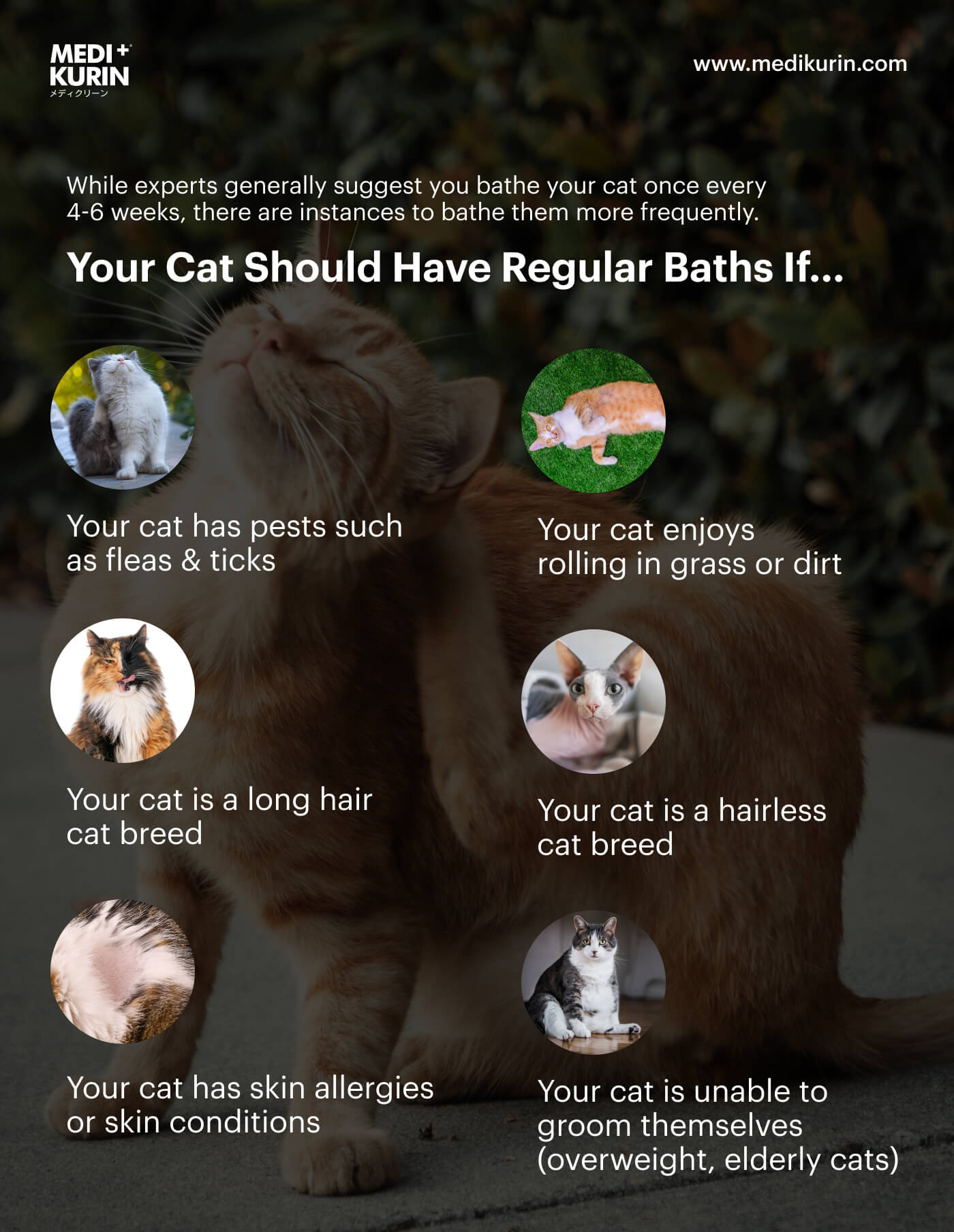 Factors To Determine How Often Your Cat Should Bathe