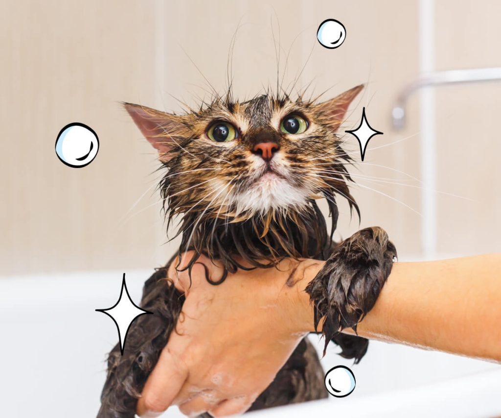 Why and When You Should Bathe Your Cats