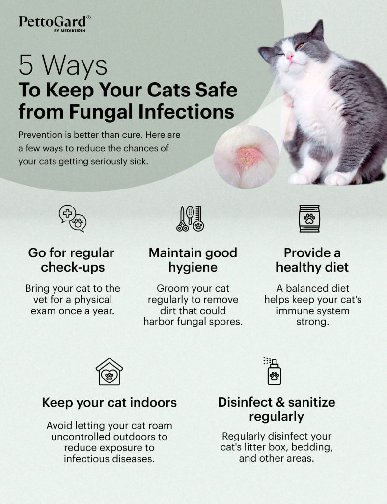 Fungal Infections in Cats: Tips for Prevention & Treatment | MEDIKURIN