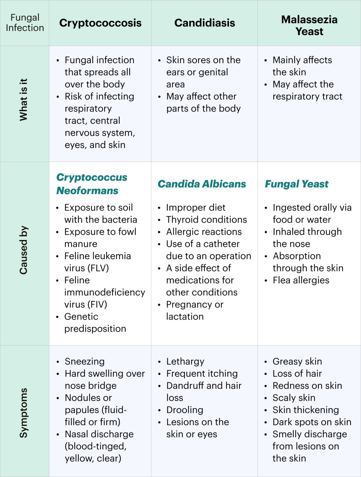 Fungal Infections In Cats Tips For Prevention Treatment MEDIKURIN