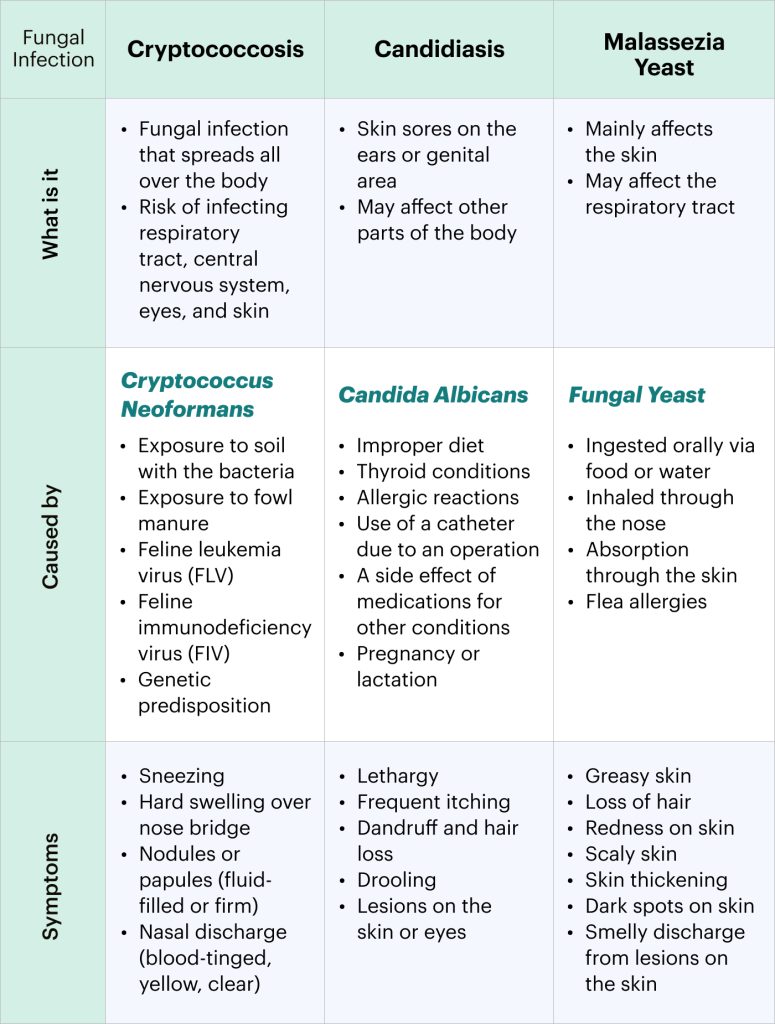 Fungal Infections in Cats Tips for Prevention & Treatment MEDIKURIN