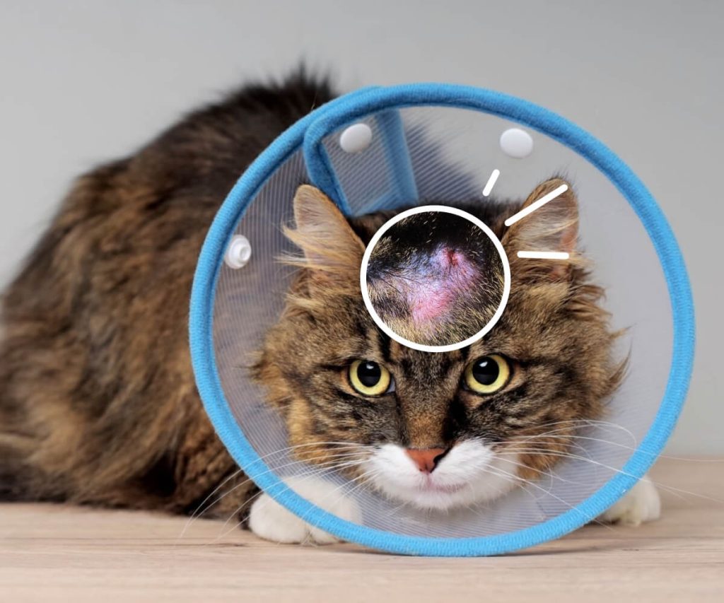 MEDIKURIN PettoGard Fungal Infections In Cats