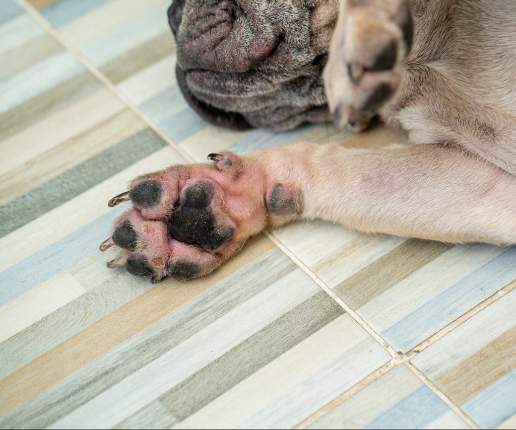 Red paws are an indicator for allergies, infections, or injuries on your dog. Here’s how you can relieve their symptoms.