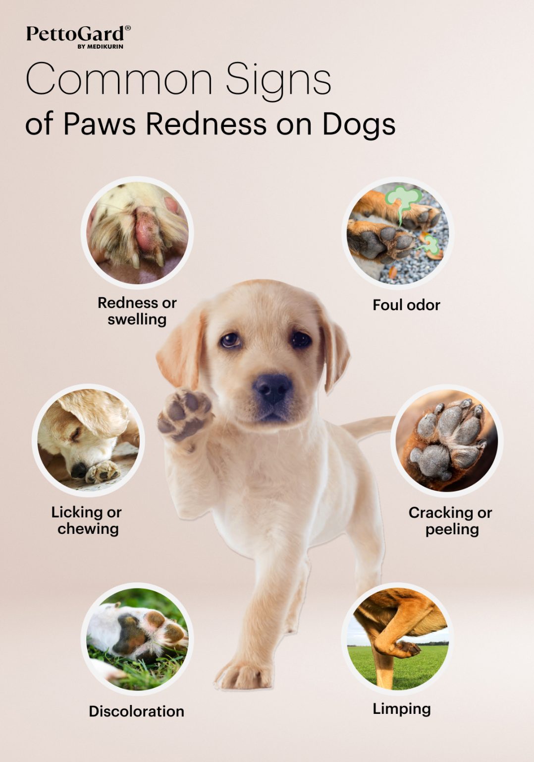 How to Treat and Prevent Paw Redness For Dogs MEDIKURIN