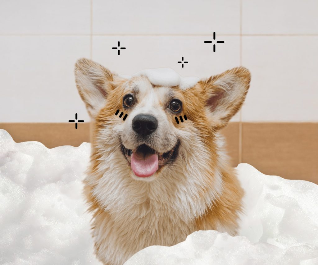 Is your dog anxious about bath time? Create a stress-free and enjoyable bathing experience for your beloved companion with these 5 steps.
