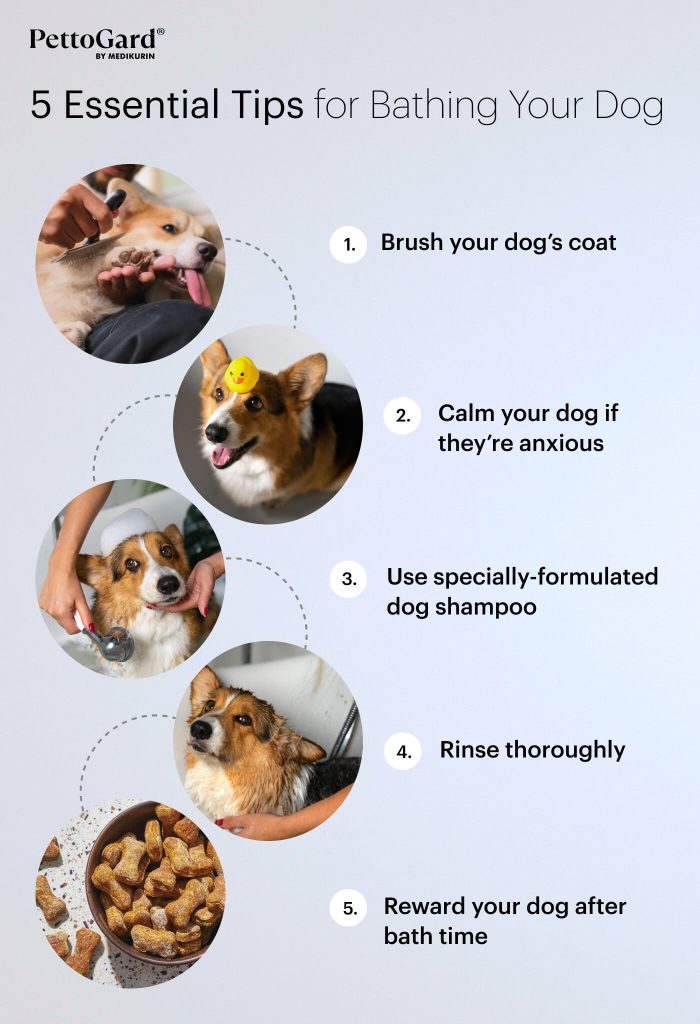 5 Essential Tips for Bathing Your Dog PettoGard®