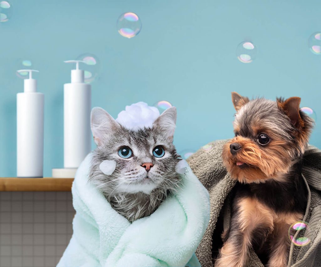 Can You Use Human Shampoo on Dogs or Cats Thumbnail