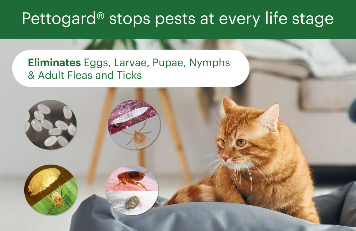 PettoGard Flea & Tick Spray stops pests at every life stage, eliminating flea and tick eggs, larvae, and adults
