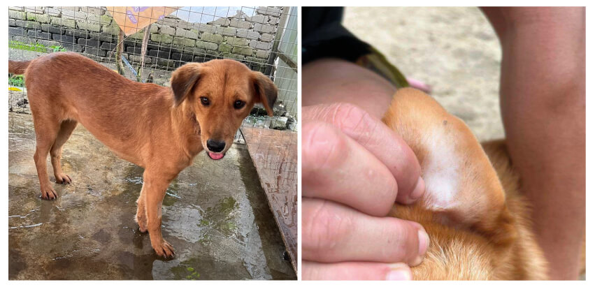 Case study image for Mac the shelter dog before and after using PettoGard Flea & Tick Spray
