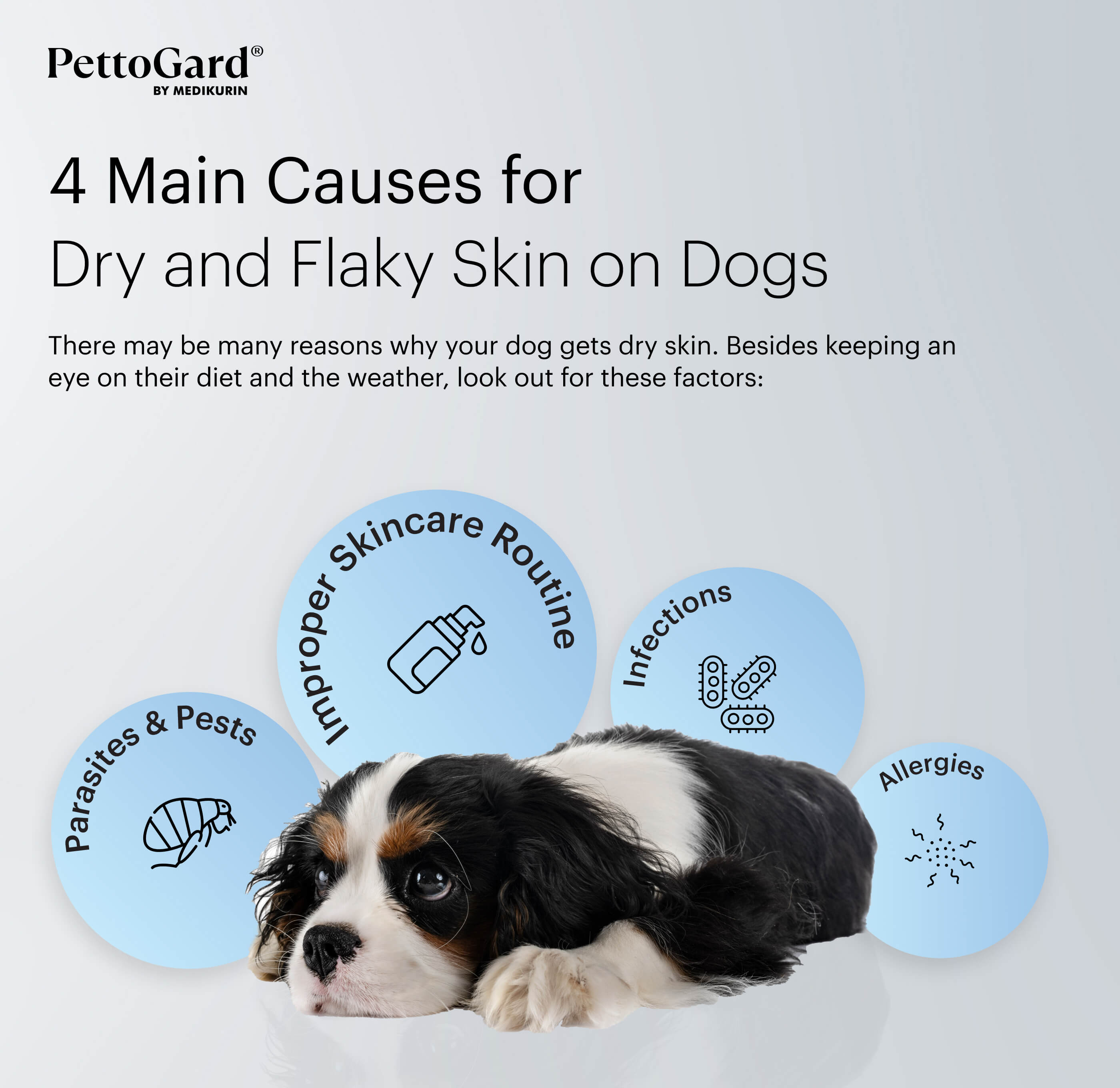 Pettogard 4 Main Causes for Dry and Flaky Skin in Dogs