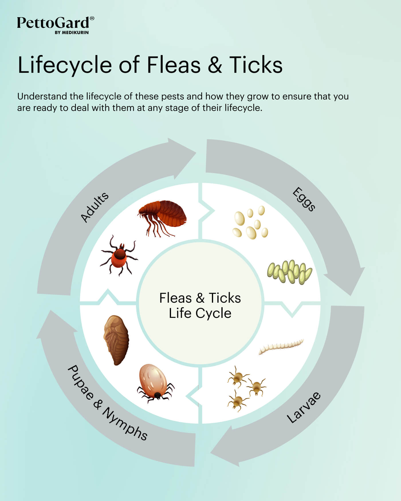 Infographic of lifecycle of fleas and ticks