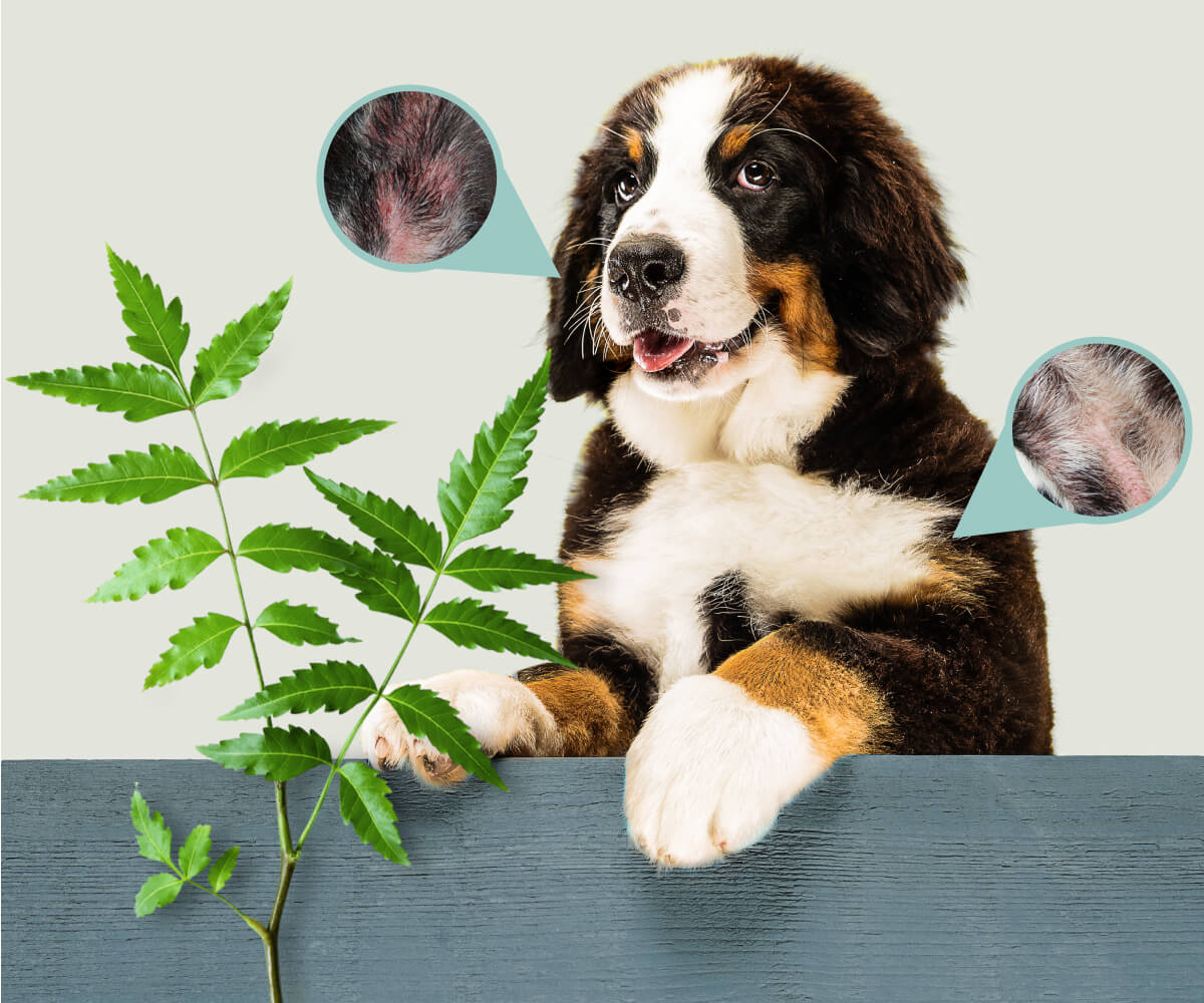 Benefits of Neem Oil for Pet Skin Conditions article thumbnail