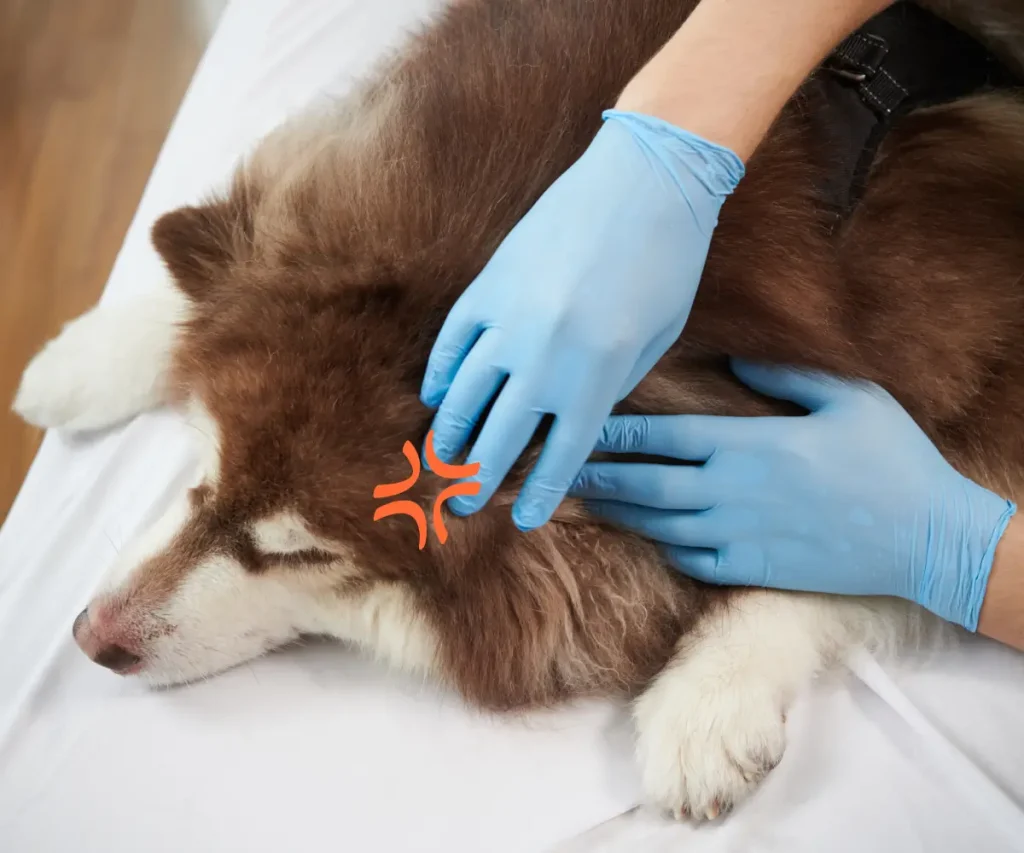 Common Dog Skin Issues and How to Treat Them
