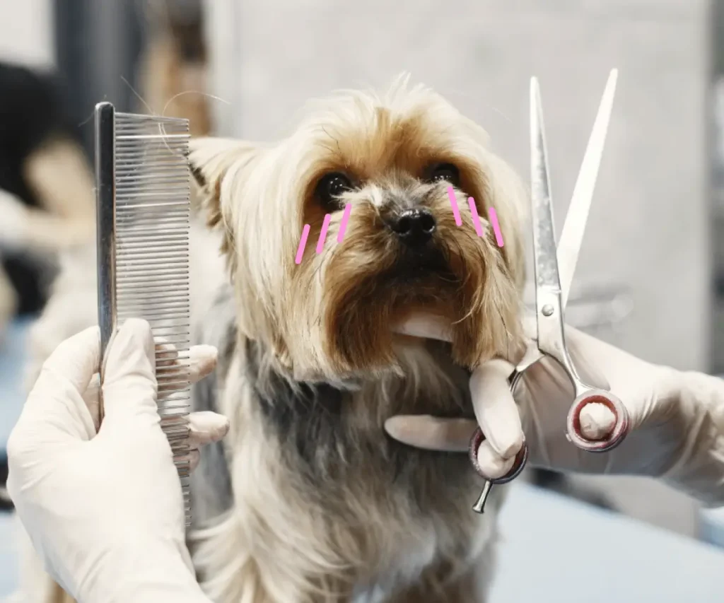 Learn the best grooming practices to keep your pup clean, comfortable, and healthy at home. Simple tips every pet owner can follow. Read more to discover.