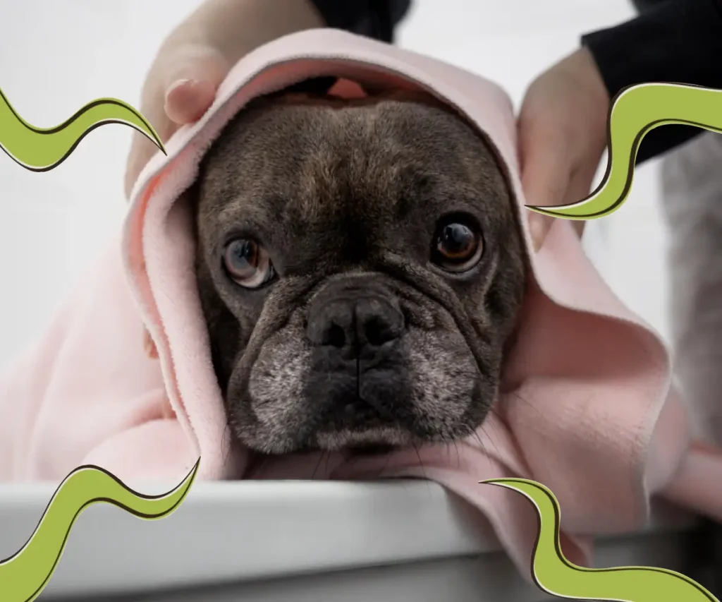 Find out why your dog smells after a bath and explore effective tips to eliminate unpleasant odors for good. Read more to discover.