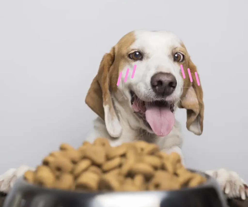 Discover which ingredients in your dog's food cause skin issues and learn the importance of picking the right pet foods. Read more to discover.