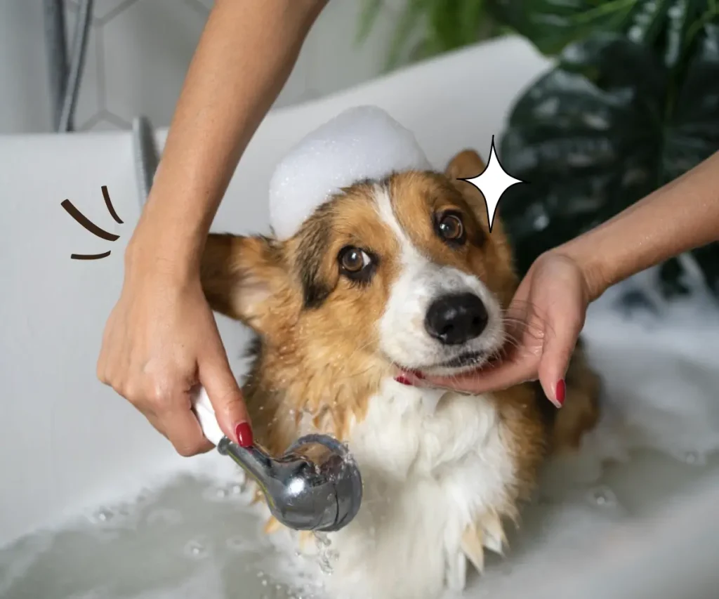 Discover the most common pet grooming mistakes owners make and learn simple tips to keep your furry friend clean, healthy, and comfortable. Read more to discover.
