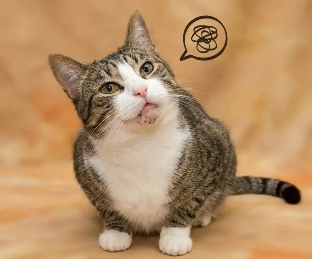 Learn about feline acne, a common skin condition that appears on a cat’s chin and lower lip as small black specks resembling dirt or coffee grounds.